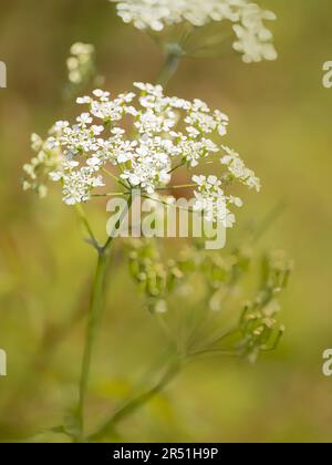 Ein Blütenkopf aus KuhPetersilie (Anthriscus sylvestris), fotografiert vor einem unfokussierten Hintergrund Stockfoto