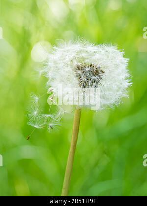 Samenkopf des Löwenzahns (Taraxacum officinale) wird oft als Löwenzahnuhr bezeichnet, vor einem unscharfen Hintergrund Stockfoto