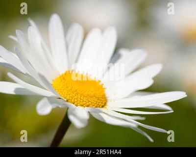 Eine einsame Oxeye Daisy (Leucanthemum vulgare), fotografiert gegen eine Masse anderer Oxeye 'Daisy Blumen Stockfoto
