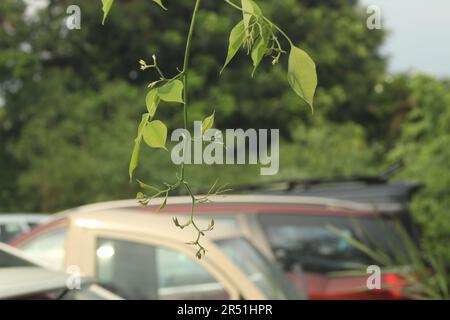 Indisches Rosenholz, Dalbergia sissoo, Shisham Stockfoto