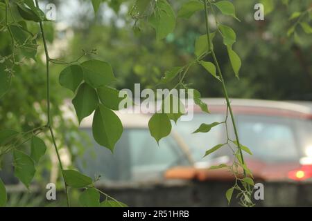 Indisches Rosenholz, Dalbergia sissoo, Shisham Stockfoto