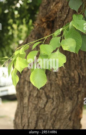 Indisches Rosenholz, Dalbergia sissoo, Shisham Stockfoto