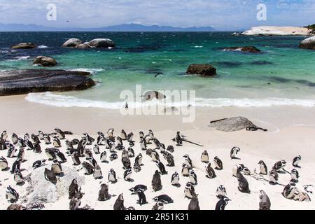 Pinguins in Simons Stadt, Kapstadt, Südafrika Stockfoto