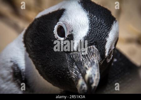 Pinguins in Simons Stadt, Kapstadt, Südafrika Stockfoto