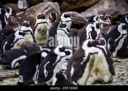 Pinguins in Simons Stadt, Kapstadt, Südafrika Stockfoto