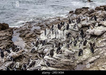 Pinguins in Simons Stadt, Kapstadt, Südafrika Stockfoto