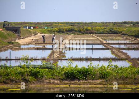 Marais salants sur l'ile de ré, Frankreich Stockfoto