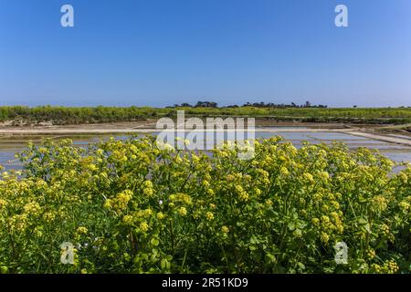 Marais salants sur l'ile de ré, Frankreich Stockfoto
