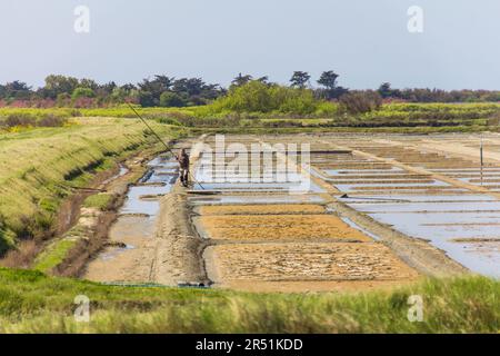 Marais salants sur l'ile de ré, Frankreich Stockfoto