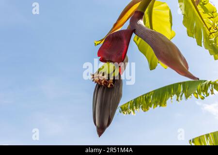 Nahaufnahme von Bananenblüten voller Nektar mit Bananenherz. Stockfoto