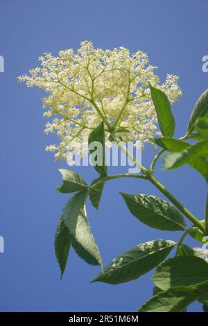 Sambucus nigra, Holunderblüten, vor einem blauen Himmel, der in einem Garten wächst, Szigethalom, Ungarn Stockfoto