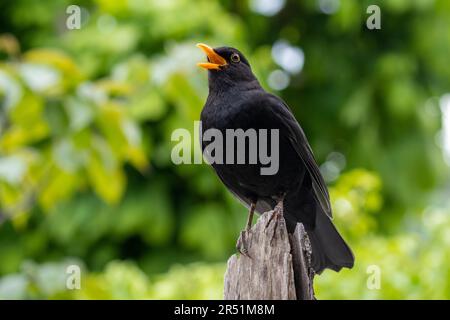 Ein männlicher Blackbird, Turdus merula, singt am Nachmittag, Sussex, Großbritannien Stockfoto