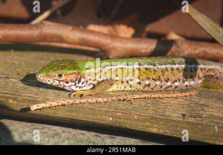 Podarcis muralis, gemeine Eidechse, in einem Garten, Szigethalom, Ungarn Stockfoto