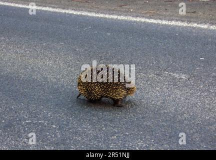 Echidne in Australien Stockfoto