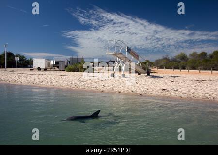 Delphione schwimmen am Strand bei Monkey Mia in australien Stockfoto