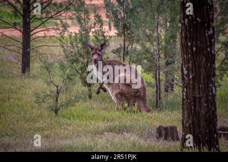 Kängurus, Flinders Range, Australien Stockfoto