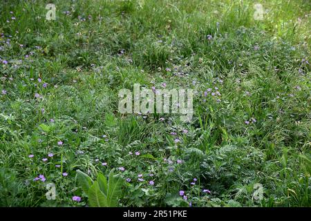 31. MAI 2023/ winzige Blumen und Büsche in der Natur in der dänischen Hauptstadt Kopenhagen Dänemark. (Foto: Francis Joseph Dean/Dean Pictures) Stockfoto