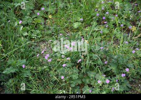 31. MAI 2023/ winzige Blumen und Büsche in der Natur in der dänischen Hauptstadt Kopenhagen Dänemark. (Foto: Francis Joseph Dean/Dean Pictures) Stockfoto