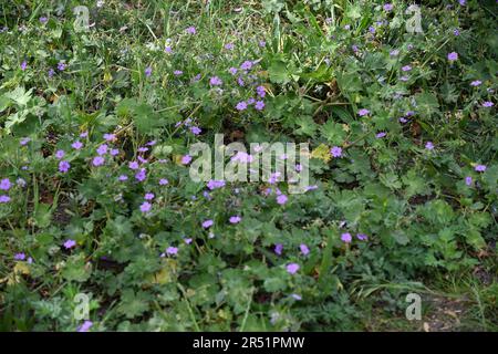 31. MAI 2023/ winzige Blumen und Büsche in der Natur in der dänischen Hauptstadt Kopenhagen Dänemark. (Foto: Francis Joseph Dean/Dean Pictures) Stockfoto