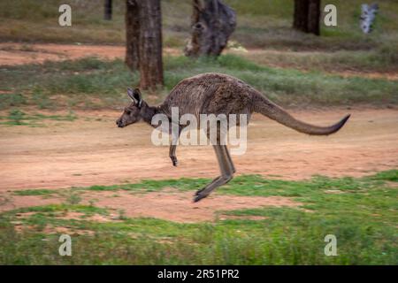 Kängurus, Flinders Range, Australien Stockfoto