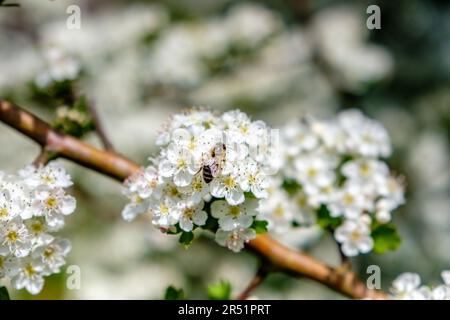 Gemeiner Weissdorn, Crataegus monogyna, in Blüte Stockfoto