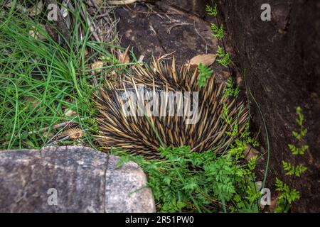 Echidne in Australien Stockfoto