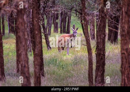 Kängurus, Flinders Range, Australien Stockfoto