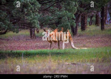 Kängurus, Flinders Range, Australien Stockfoto