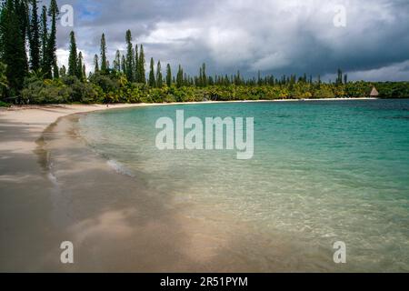 Pins Colonnaires sur l'ile des Pins, Nouvelle Caledonie Stockfoto