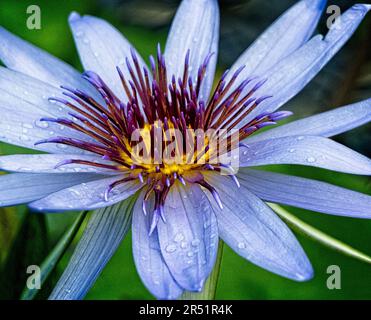 Auftauchende Vegetation Calgary Zoo Alberta Stockfoto