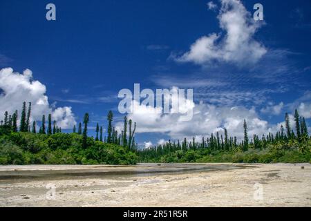 Pins Colonnaires sur l'ile des Pins, Nouvelle Caledonie Stockfoto