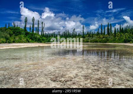 Pins Colonnaires sur l'ile des Pins, Nouvelle Caledonie Stockfoto