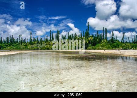 Pins Colonnaires sur l'ile des Pins, Nouvelle Caledonie Stockfoto