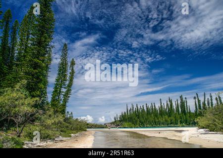 Pins Colonnaires sur l'ile des Pins, Nouvelle Caledonie Stockfoto