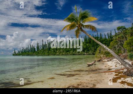 Pins Colonnaires sur l'ile des Pins, Nouvelle Caledonie Stockfoto