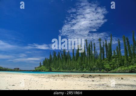 Pins Colonnaires sur l'ile des Pins, Nouvelle Caledonie Stockfoto