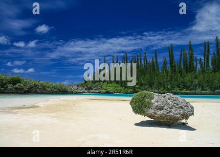 Pins Colonnaires sur l'ile des Pins, Nouvelle Caledonie Stockfoto