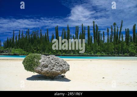 Pins Colonnaires sur l'ile des Pins, Nouvelle Caledonie Stockfoto