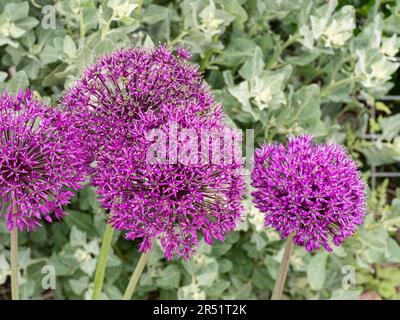 Die lila kugelförmigen Blumen der Allium „Purple Sensation“ Stockfoto