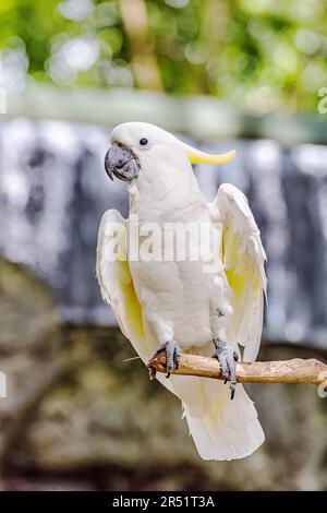 Gelber Crested Cockatoo Barsch auf einem Zweig. Stockfoto