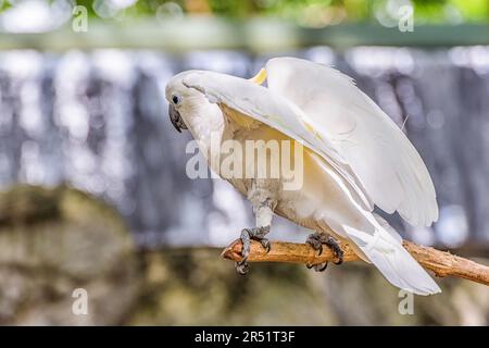 Gelber Crested Cockatoo Barsch auf einem Zweig. Stockfoto