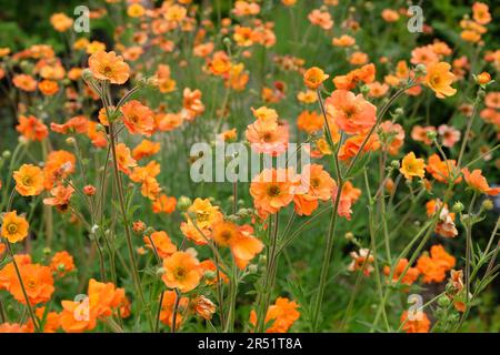 Orange Geum 'Prinses Juliana' in Blume. Stockfoto