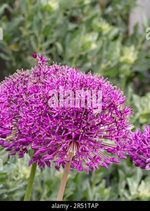 Die lila kugelförmigen Blumen der Allium „Purple Sensation“ Stockfoto