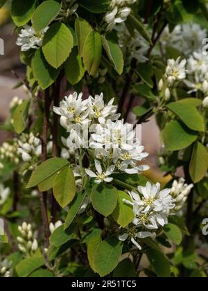 Eine Gruppe weißer Blüten des aufstrebenden Amelanchier alnifolia „Obelisk“ Stockfoto