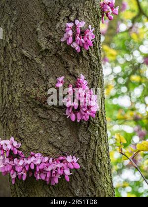 Eine Gruppe epikormischer Blüten auf dem Stamm eines Judas-Baumes Cercis siliquastrum Stockfoto