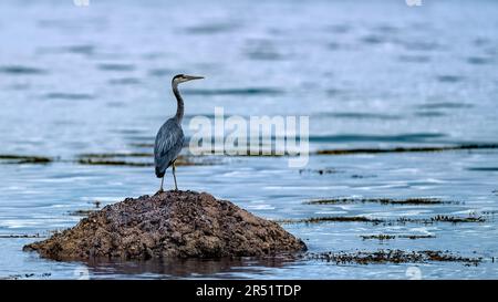 Grauer Reiher, der auf einem Felsen im Ozean steht Stockfoto