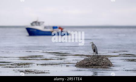 Grauer Reiher, der auf einem Felsen im Ozean steht und ein Fischerboot vorbeifährt Stockfoto