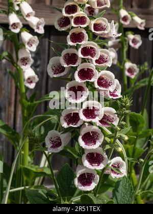 Die tiefrosa Blumenstrauß des Hybrid-Foxhandschuhs Digitalis „Pams Choice“ Stockfoto