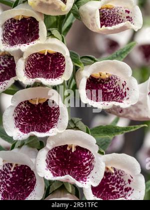 Die tiefrosa Blumenstrauß des Hybrid-Foxhandschuhs Digitalis „Pams Choice“ Stockfoto