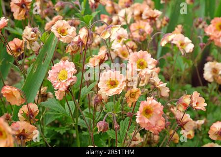 Cocktail Geum 'Mai Tai' in Blume. Stockfoto